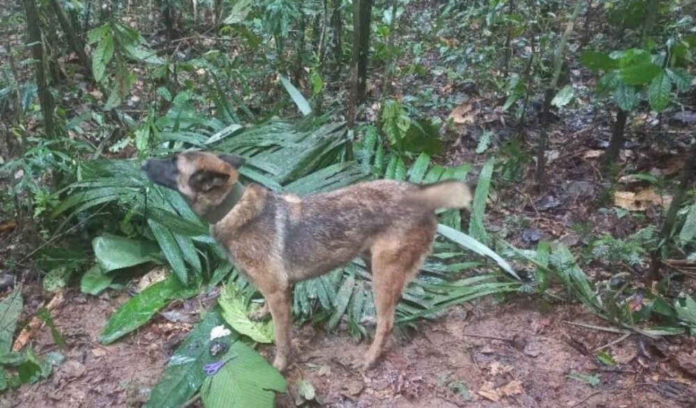 Wilson perrito encontró niños perdidos en la selva