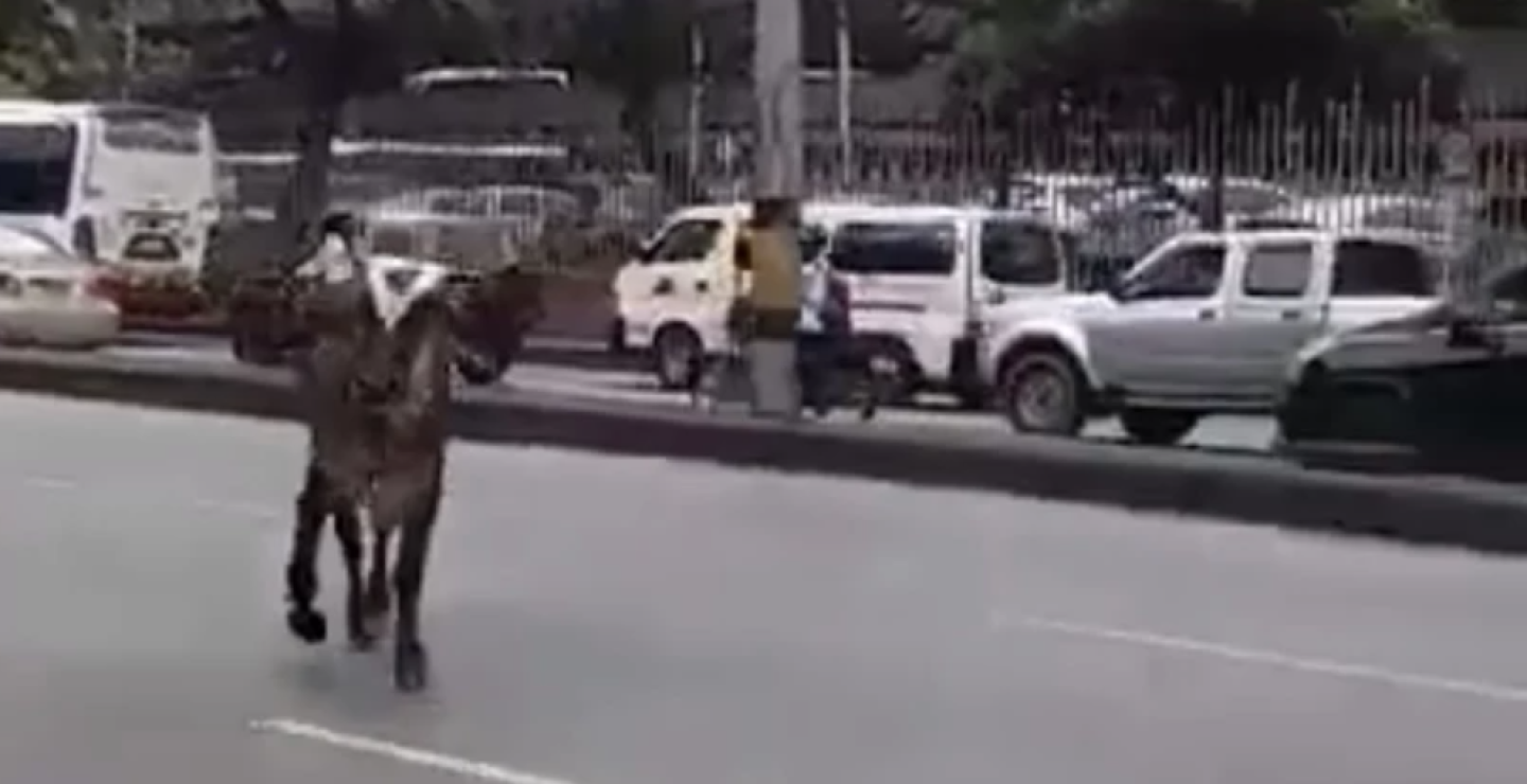 Vaca deambulando por las calles de Medellín.