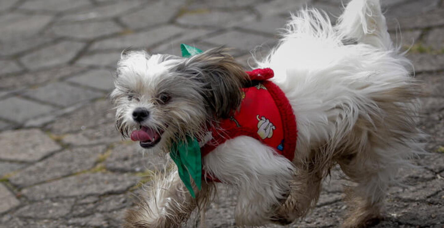 perrito_22.jpg