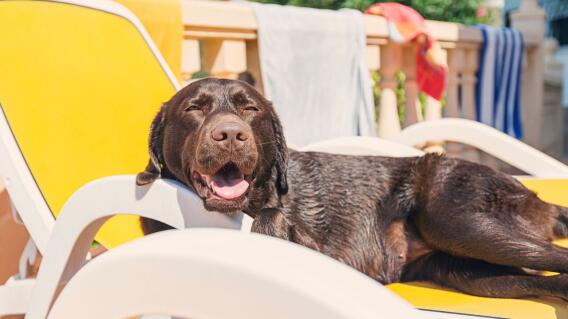 ¡OJO! Esto es lo que le puede pasar a tu perro si lo llevas de paseo a clima caliente ¡OJO! Esto es lo que le puede pasar a tu perro si lo llevas de paseo a clima caliente