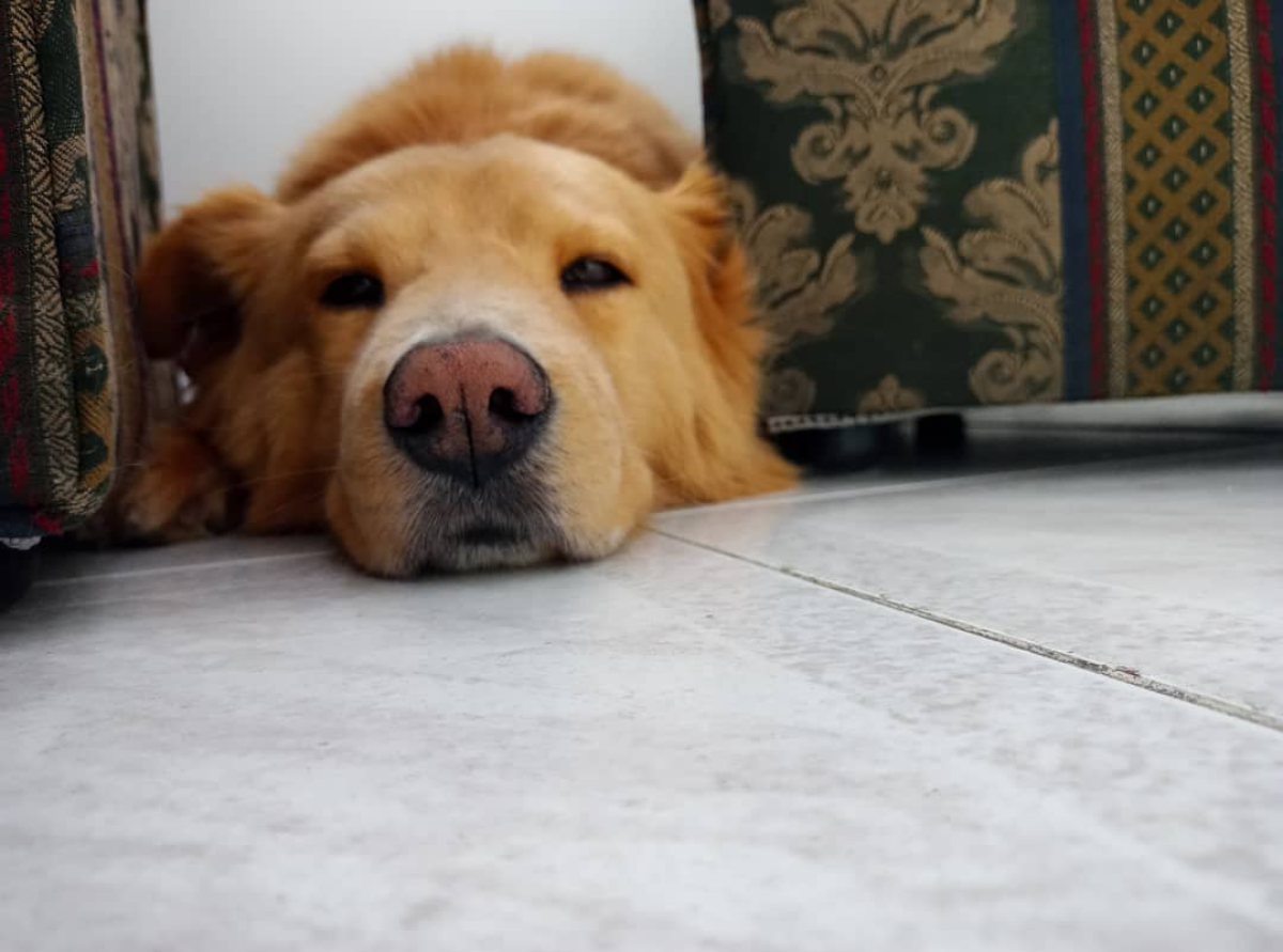 Toby, perro al que le implantarán marcapasos
