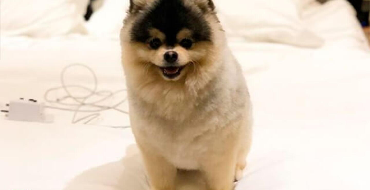 lmtperro_4.jpg