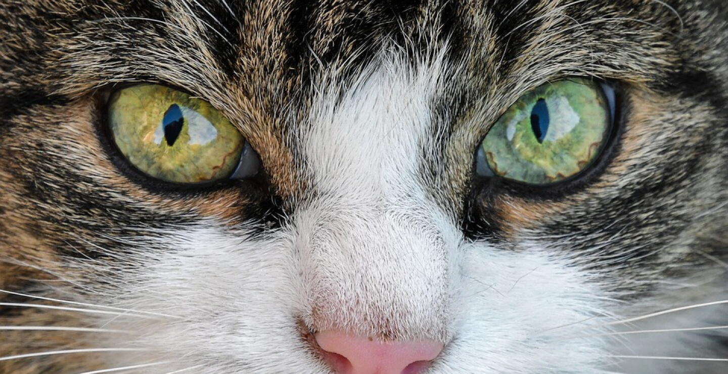 gato.jpg