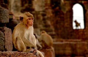 macacos-tailandia.jpg