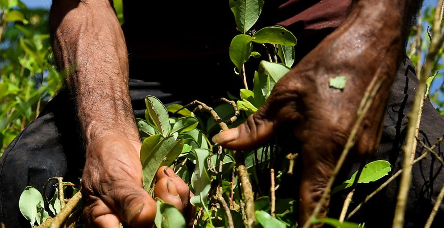 319590_BLU Radio. Cultivo coca / Foto: AFP