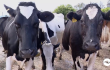 Vacas5.png