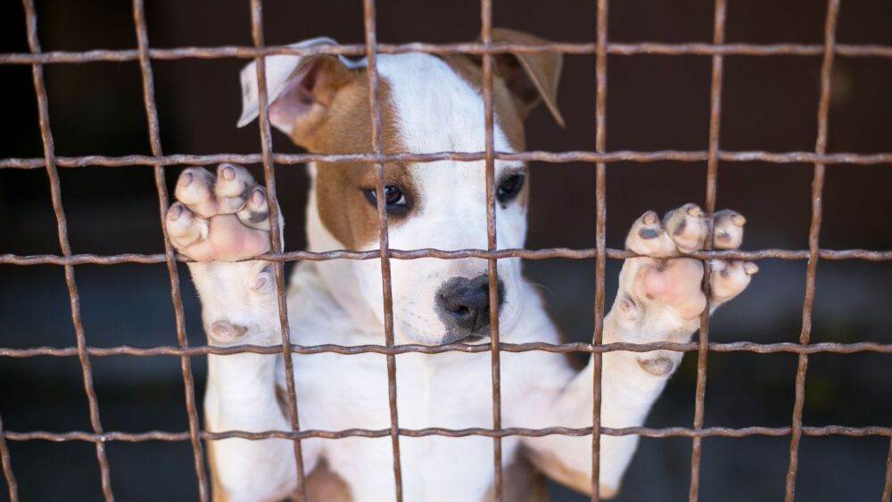 Radiografía de la dolorosa realidad de los perros callejeros o abandonados en San Andrés
