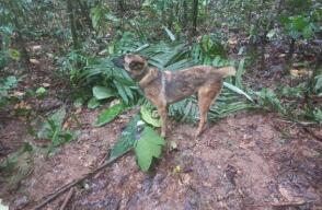 No aparece Wilson, perro cuyas huellas permitieron hallar a los niños en selva del Guaviare