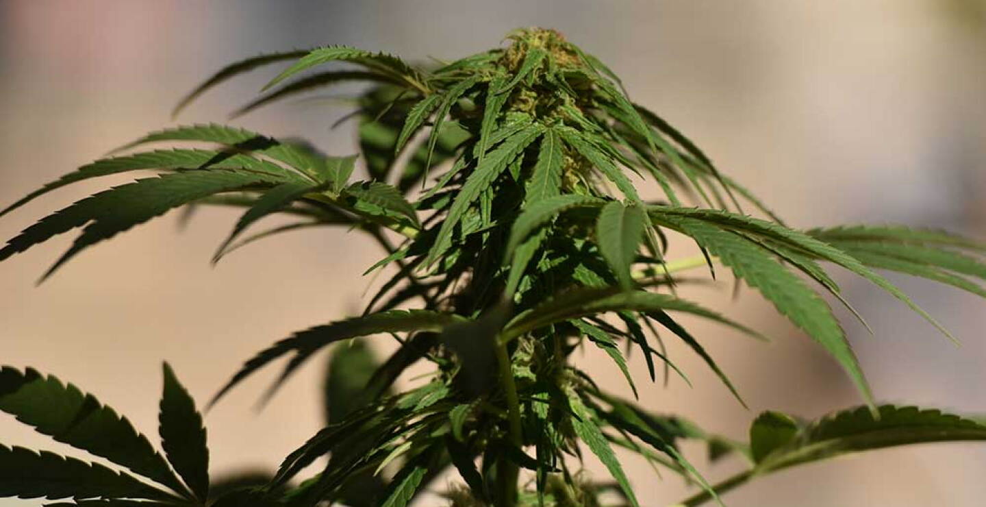 BLU Radio // Planta de marihuana // Foto: AFP