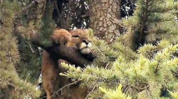 13592_La Kalle - Puma atrapado en un árbol - Foto referencia Twitter 13592_La Kalle - Puma atrapado en un árbol - Foto referencia Twitter