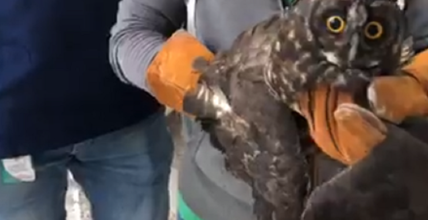 341207_BLU Radio. Atacan brutalmente a búho cornudo en Amalfi / Foto: Captura de video