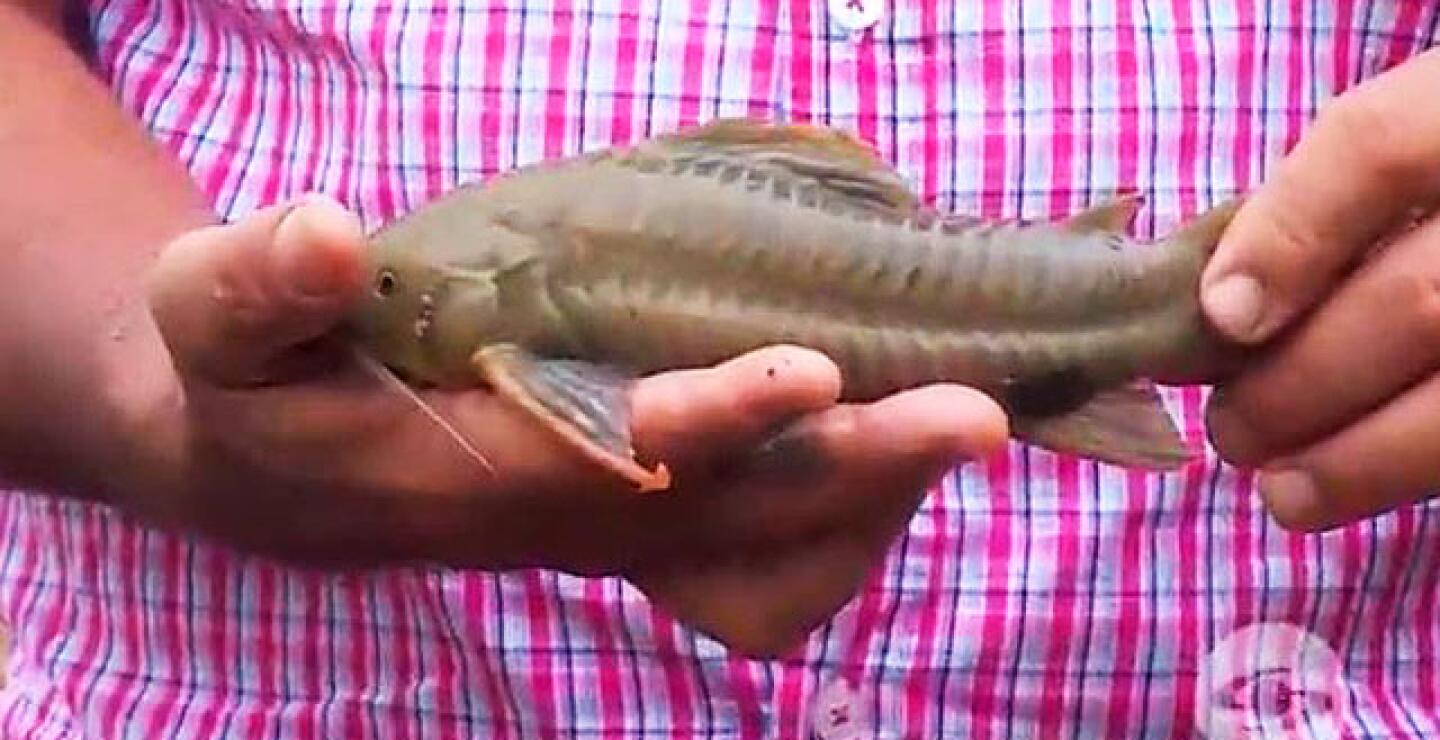 269761_040718peces_lafinca.jpg 269761_040718peces_lafinca.jpg