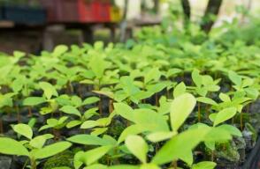 Amazonía Emprende, el proyecto finalista del Premio a la Protección del Medio Ambiente