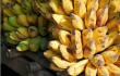 338700_BLU Radio // Bananos // Cortesía El Espectador