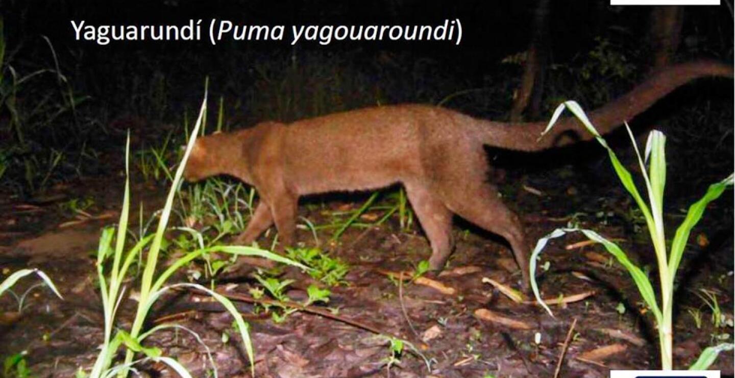 De extinguirse estos felinos el ecosistema se desbalancea. "Aumentan las especies herbívoras que se comen más árboles, atacan las huertas e incluso disminuyen los patrones de sombra y se pueden hasta cambiar la erosión y el sedimento en los ríos