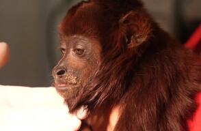 La complicada pero esperanzadora cirugía a mono aullador en el Meta