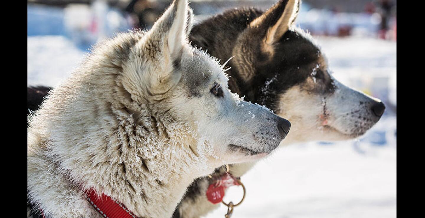 La competición inicia a principios de marzo y recorre un trazado entre las poblaciones de Anchorage y Nome. 