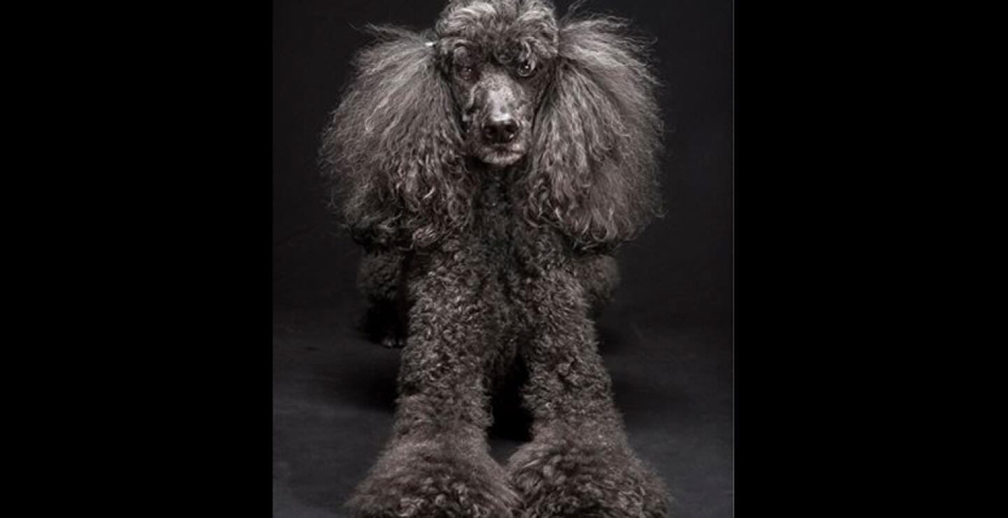 Mientras expertos debaten si es una realidad o mito, Levy dice: “un perro no debe ser subestimado solo por su pelaje", dijo Levy. "Ese es un elemento menor en lo que respecta al perro".