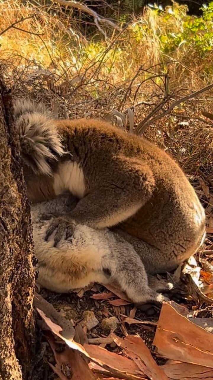 Koala es captado llorando la muerte de su pareja: desgarradoras imágenes