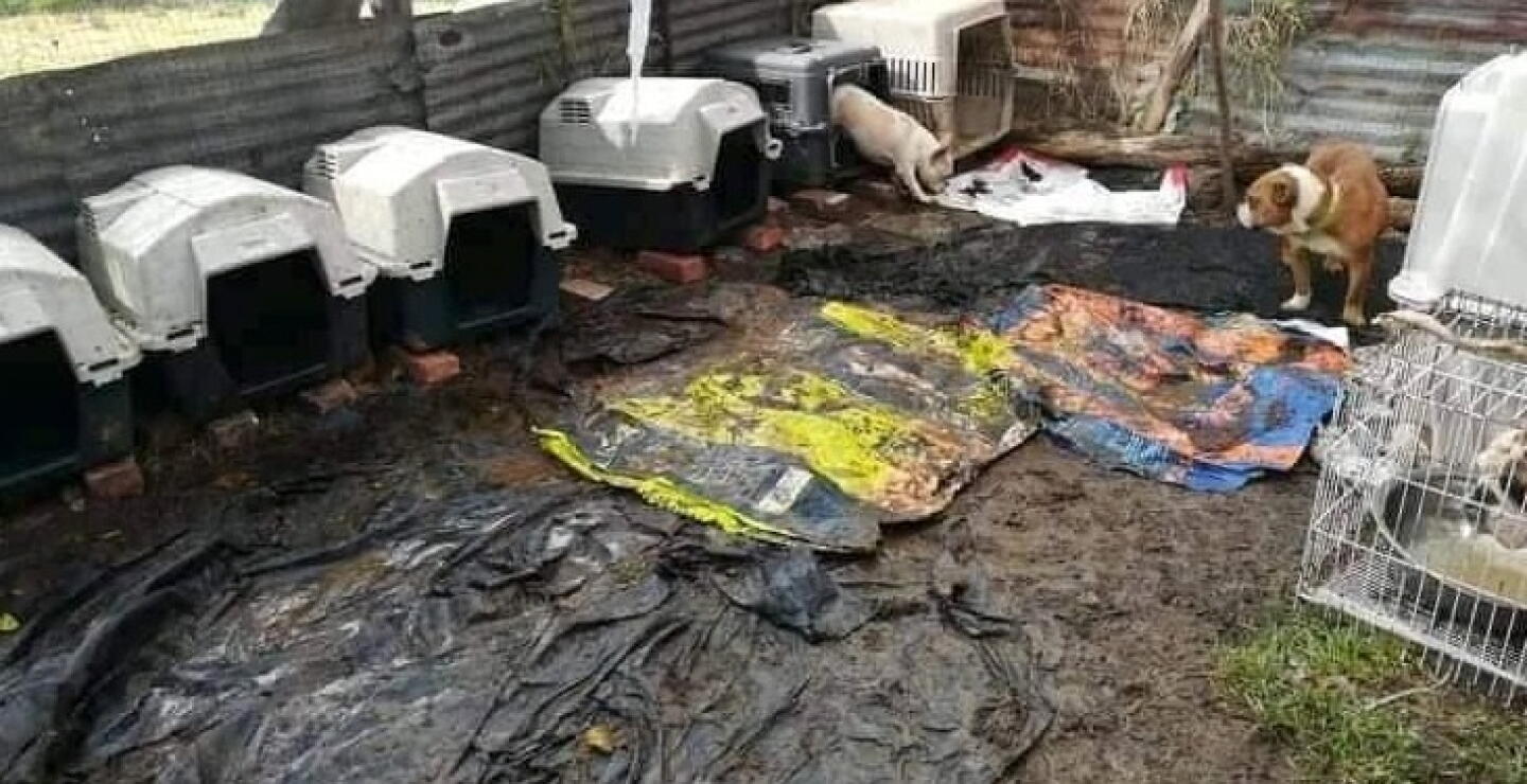 Condenan dueña de una fundación de protección animal por maltrato.jpg