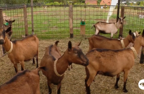 cabras2.png