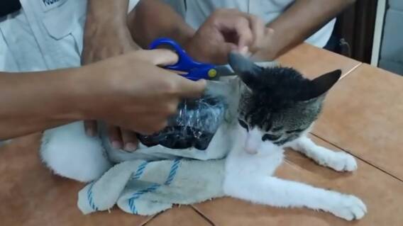 Gato era usado para transportar drogas en Costa Rica Gato era usado para transportar drogas en Costa Rica
