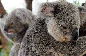 298518_koalas_-_afp.jpg