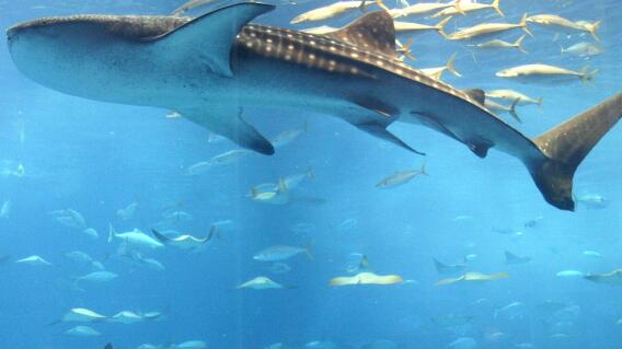 314515_Foto BLU Radio/ tiburón ballena /AFP