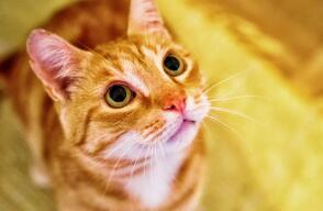 216612_gato.jpeg