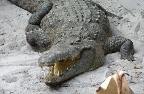 caiman.JPG