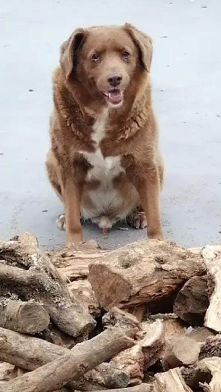 Bobi, el perro más viejo del mundo, cumple 31 años
