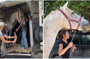 La conmovedora reacción de un caballo maltratado al llegar a un refugio