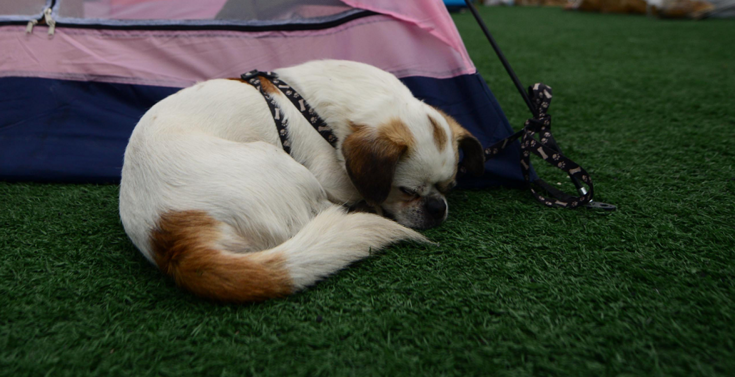 346308_BLU Radio. Mascotas BLU // Foto: AFP