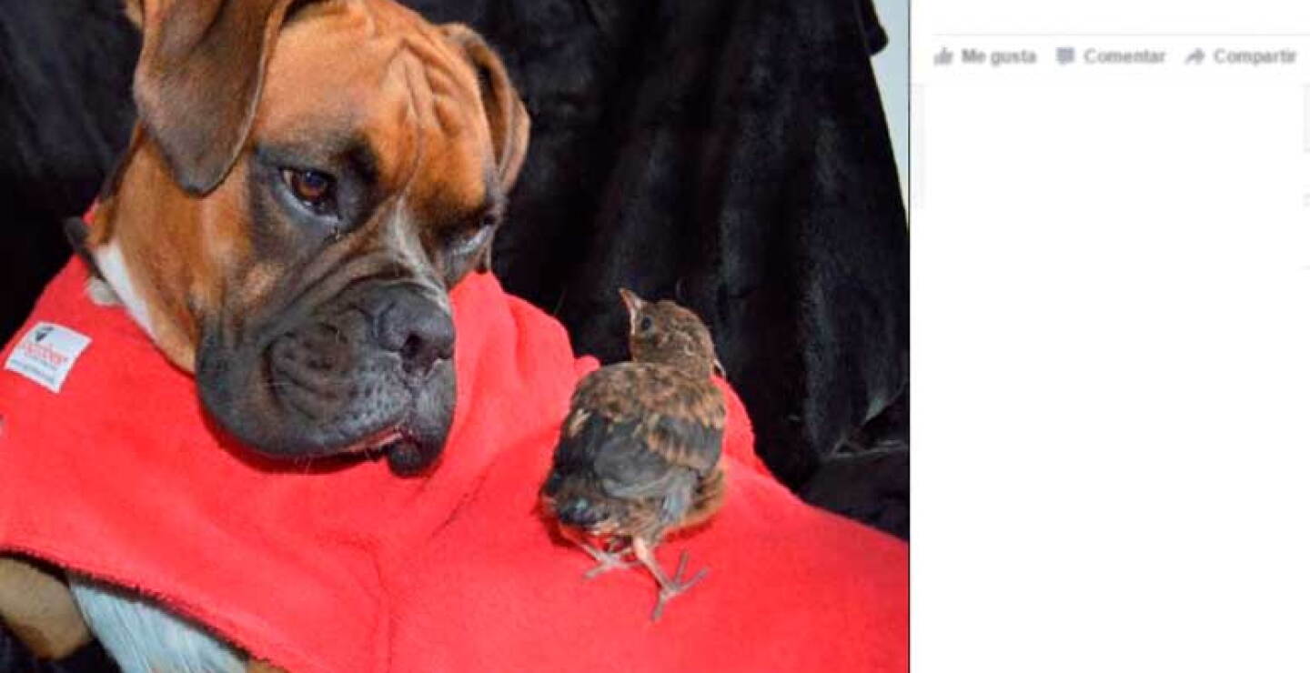 perritopajdestacada.jpg