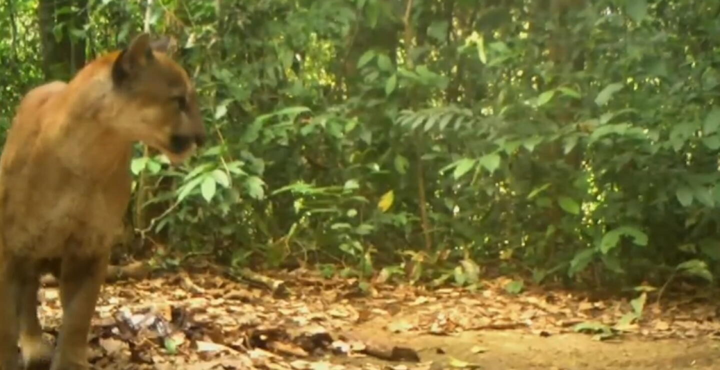 Ataque de felino a hombre abre debate sobre el respeto a los hábitats de la fauna silvestre
