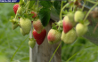 fresas.png
