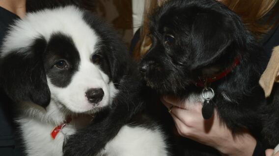 284516_Blu Radio / Murieron 14 de los 25 cachorros rescatados por la Policía Ambiental de Cali. Foto: Referencia AFP.