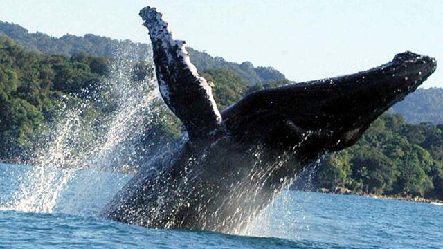 La maravillosa danza de vida que se toma las aguas del Pacífico colombiano por estos días
