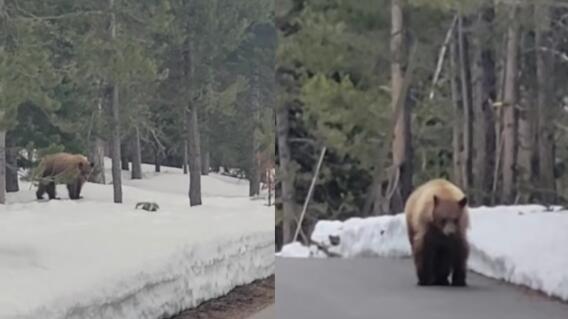 Lo persigue un oso Lo persigue un oso