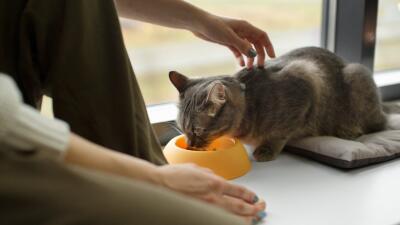 Alimento de gatos serían mortales