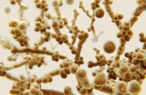 Aumentan los casos de infección con un hongo superresistente en EE.UU.