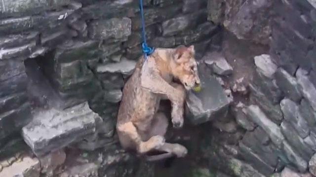 Astucia y audacia se necesitaron para rescatar a león que había caído en un hueco