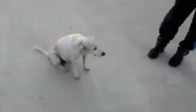 Perro.