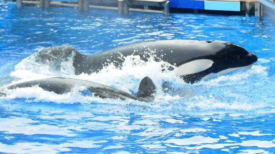 orca_0.jpg