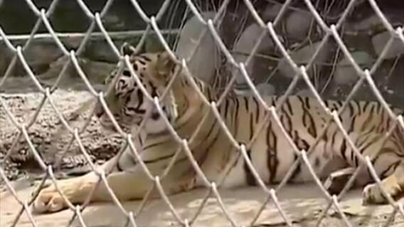 tigre_8.jpg