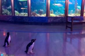 pinguinos_acuario.jpg