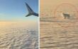 Joven asegura haber visto a su perro en el cielo en forma de nube: conmovedor video