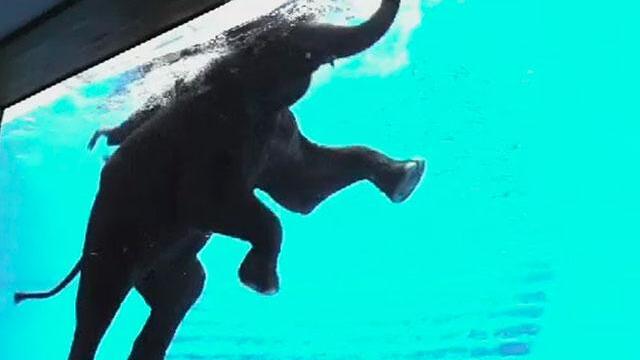  ¡Envidiable piscinazo! Grupo de elefantes son la sensación en Tailandia