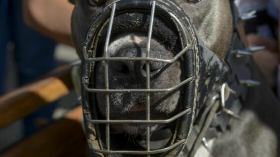 3494_La Kalle - Tres perros pitbull mataron a un ladrón en ciudad Bolívar - Foto referencia AFP 3494_La Kalle - Tres perros pitbull mataron a un ladrón en ciudad Bolívar - Foto referencia AFP