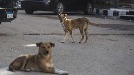371533_perros_callejeros_afp.jpg 371533_perros_callejeros_afp.jpg